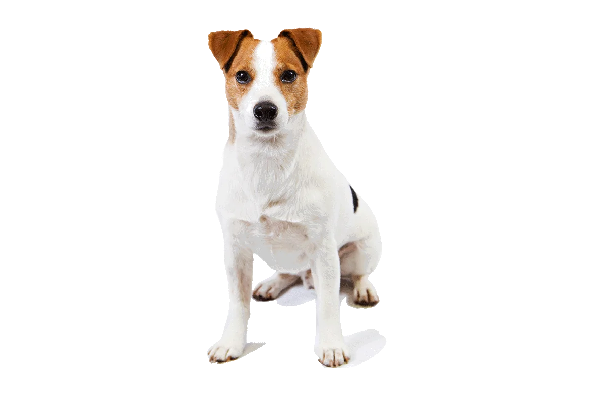 Adorable Jack Russell Terrier Clipart: Cheerful Canine Companion Illustration