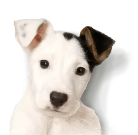 Adorable Jack Russell Terrier Puppy Clipart Portrait with Charming Expression