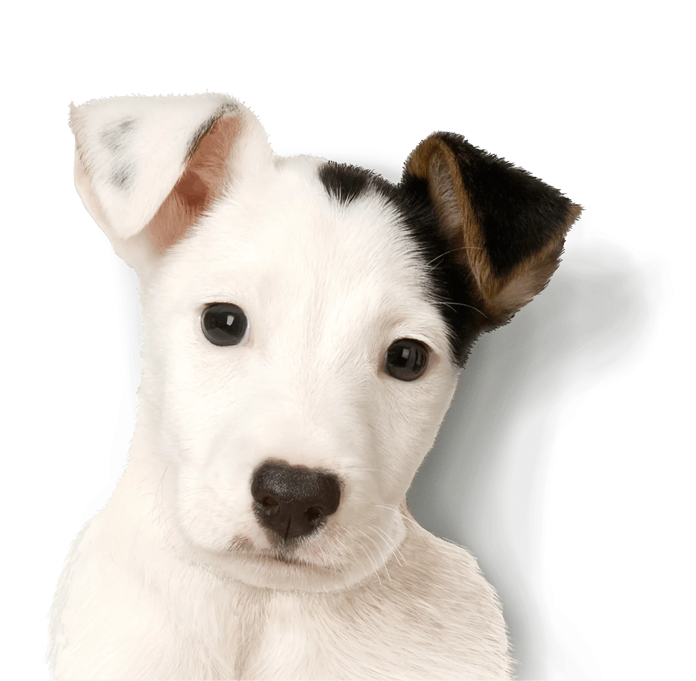Adorable Jack Russell Terrier Puppy Clipart Portrait with Charming Expression
