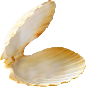 Elegant Open Seashell Clipart with Soft Golden-Beige Gradient Texture