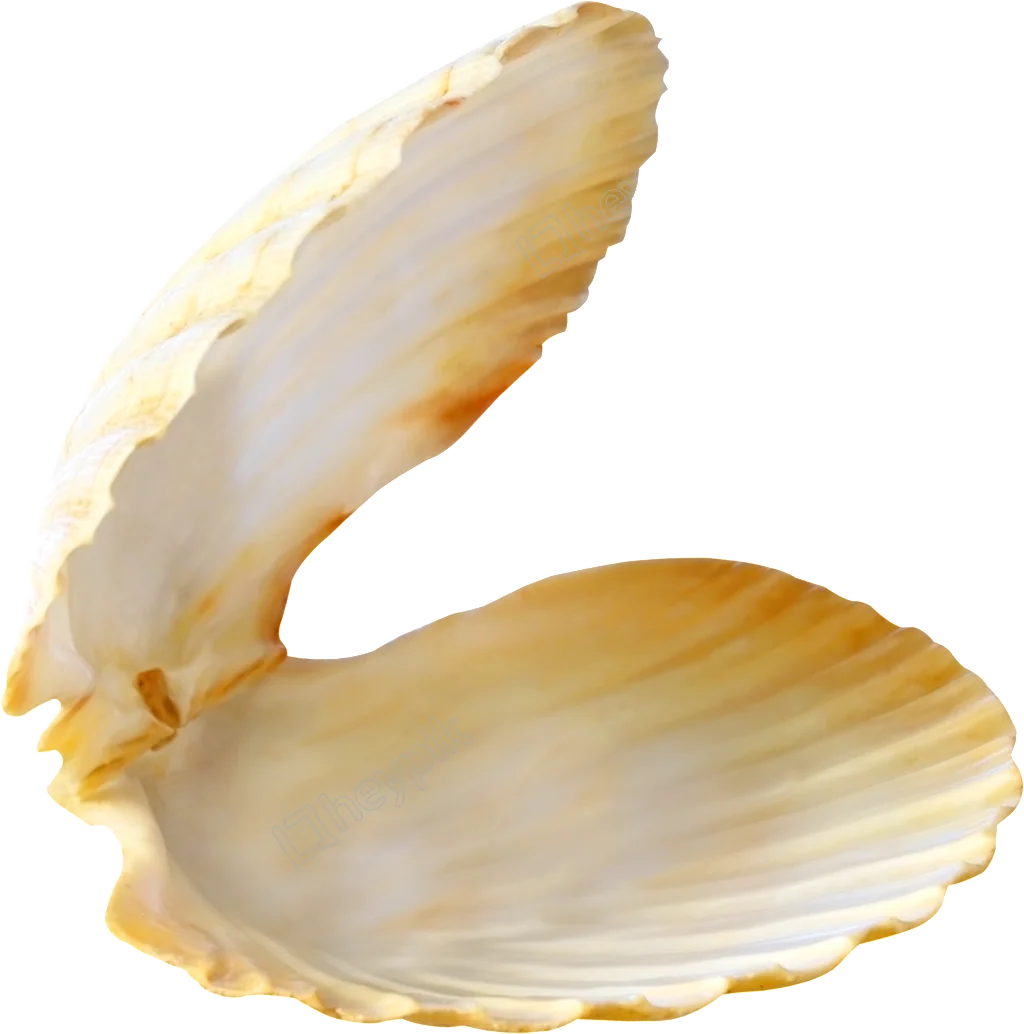 Elegant Open Seashell Clipart with Soft Golden-Beige Gradient Texture