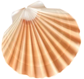 Elegant Peach Seashell Clipart: Delicate Scallop Shell Illustration with Soft Gradient