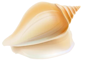 Elegant Pearlescent Seashell Clipart: Soft Golden Tones and Smooth Curves