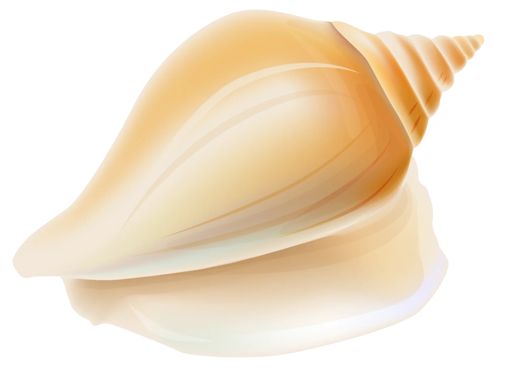 Elegant Pearlescent Seashell Clipart: Soft Golden Tones and Smooth Curves
