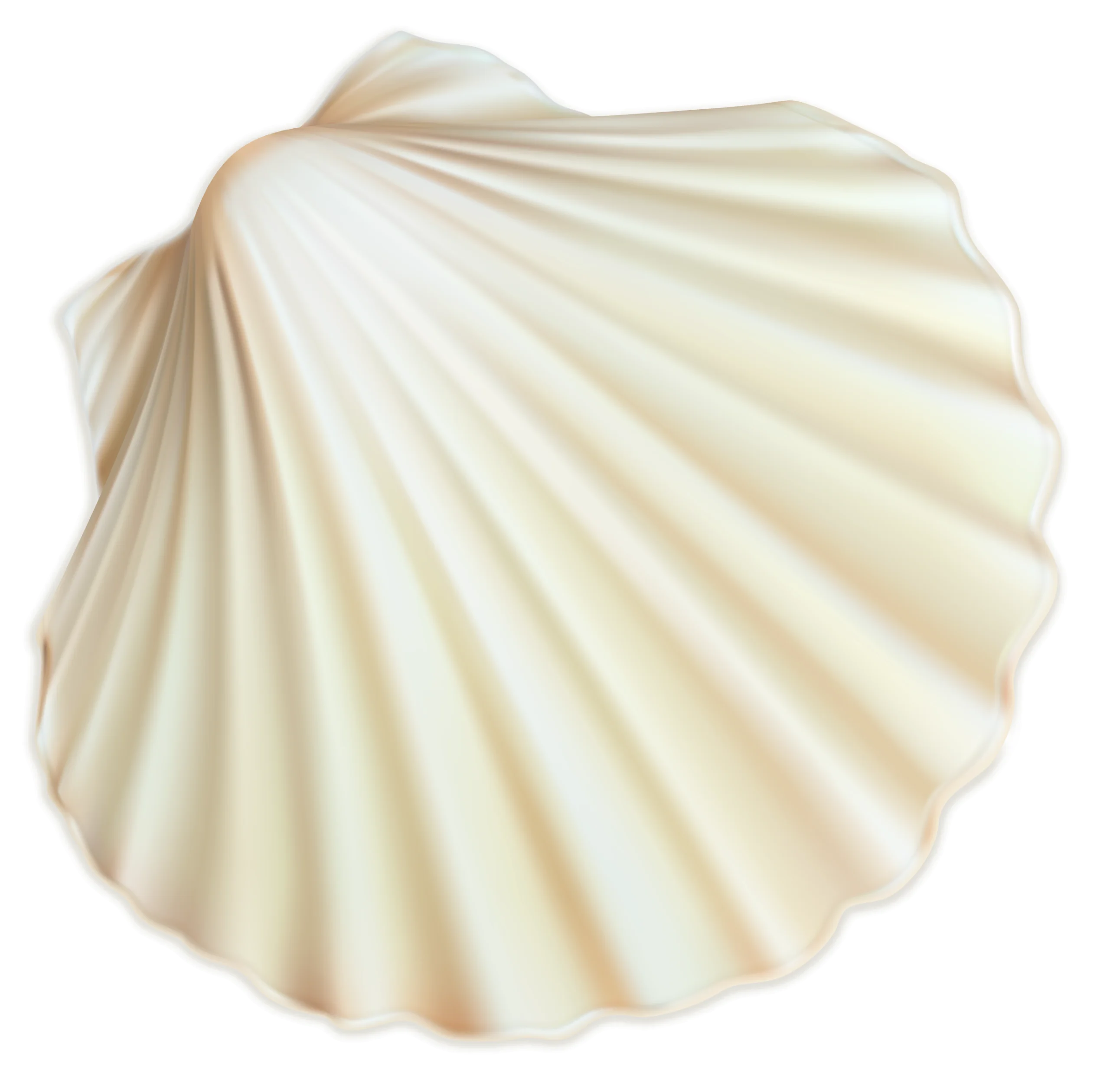 Elegant Seashell Clipart: Pristine Scallop Shell Illustration with Soft Pearlescent Tones