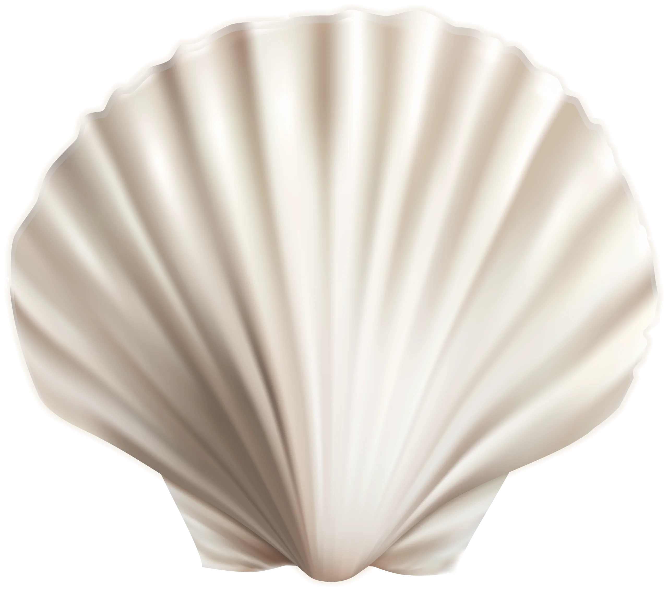 Elegant Seashell Clipart: Pristine White Scallop Shell Illustration with Delicate Ridges