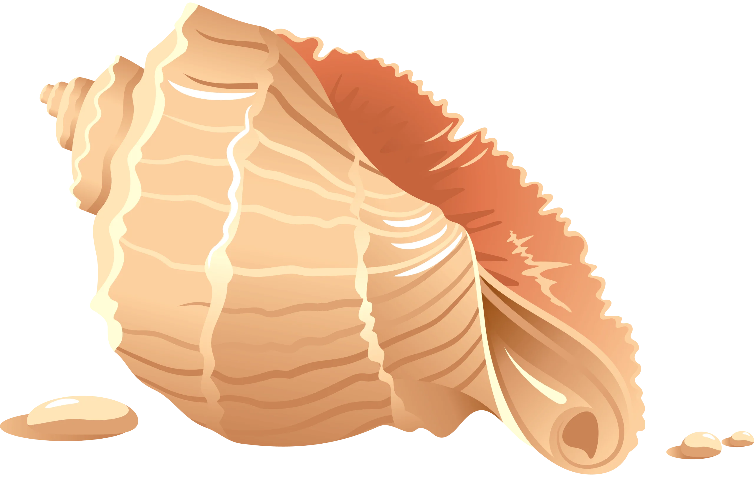 Elegant Seashell Clipart with Soft Peach and Cream Color Gradient