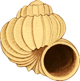 Elegant Seashell Spiral Clipart: Intricately Designed Marine Treasure Illustration