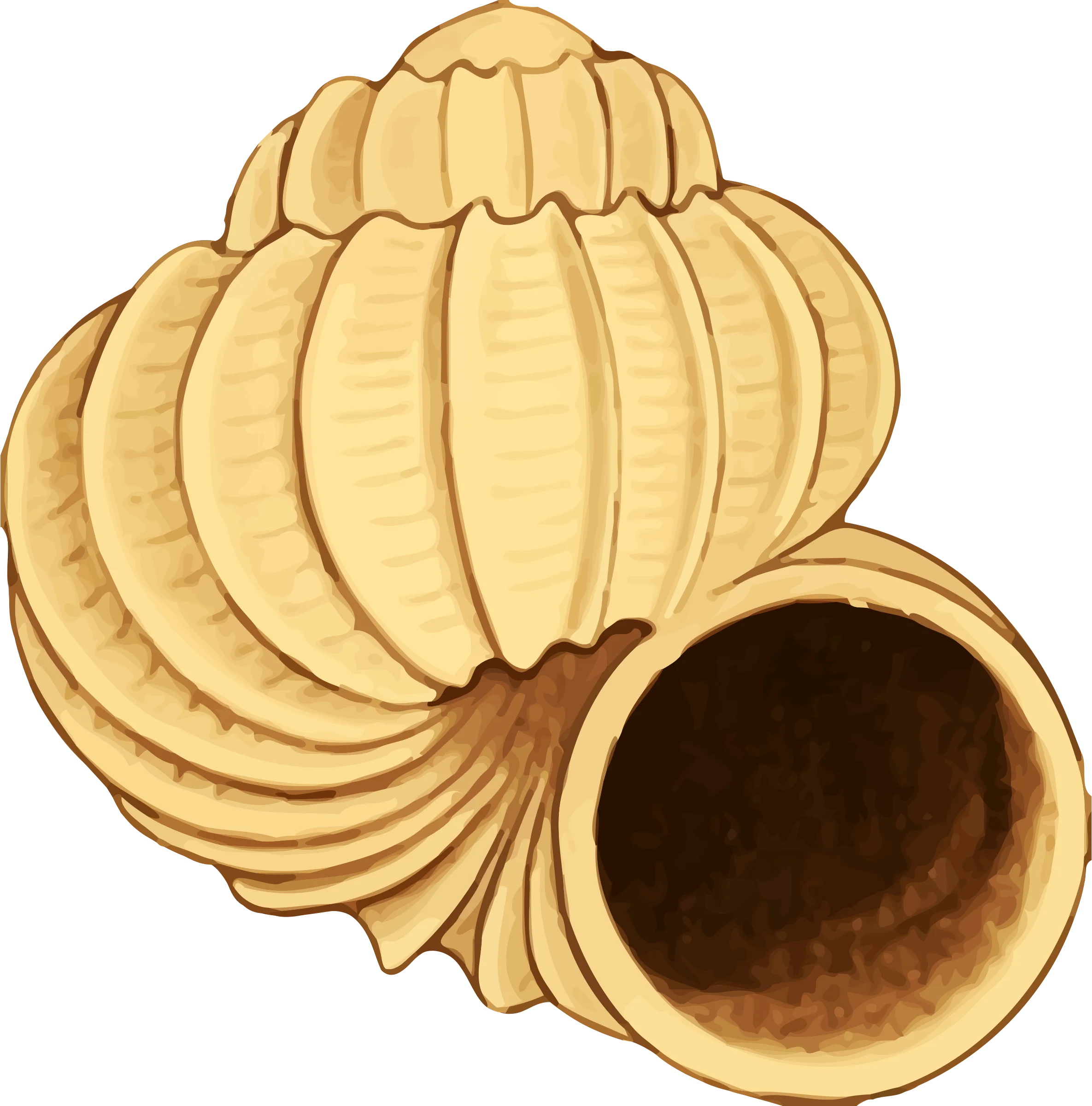 Elegant Seashell Spiral Clipart: Intricately Designed Marine Treasure Illustration