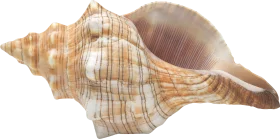 Elegant Spiral Seashell Clipart with Delicate Textured Surface and Warm Neutral Tones