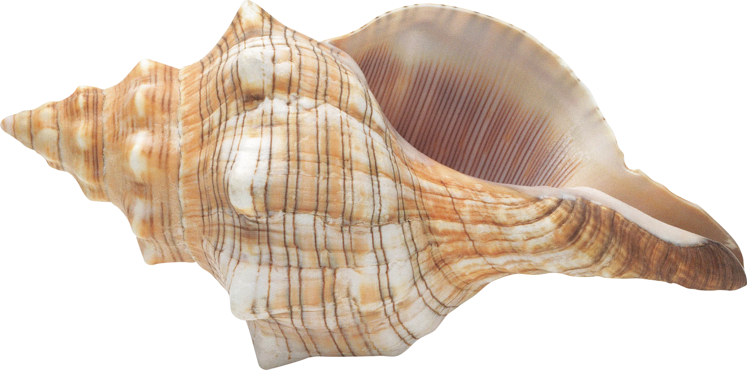 Elegant Spiral Seashell Clipart with Delicate Textured Surface and Warm Neutral Tones
