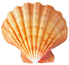 Majestic Seashell Clipart: Radiant Orange Scallop Shell Illustration with Delicate Ridges