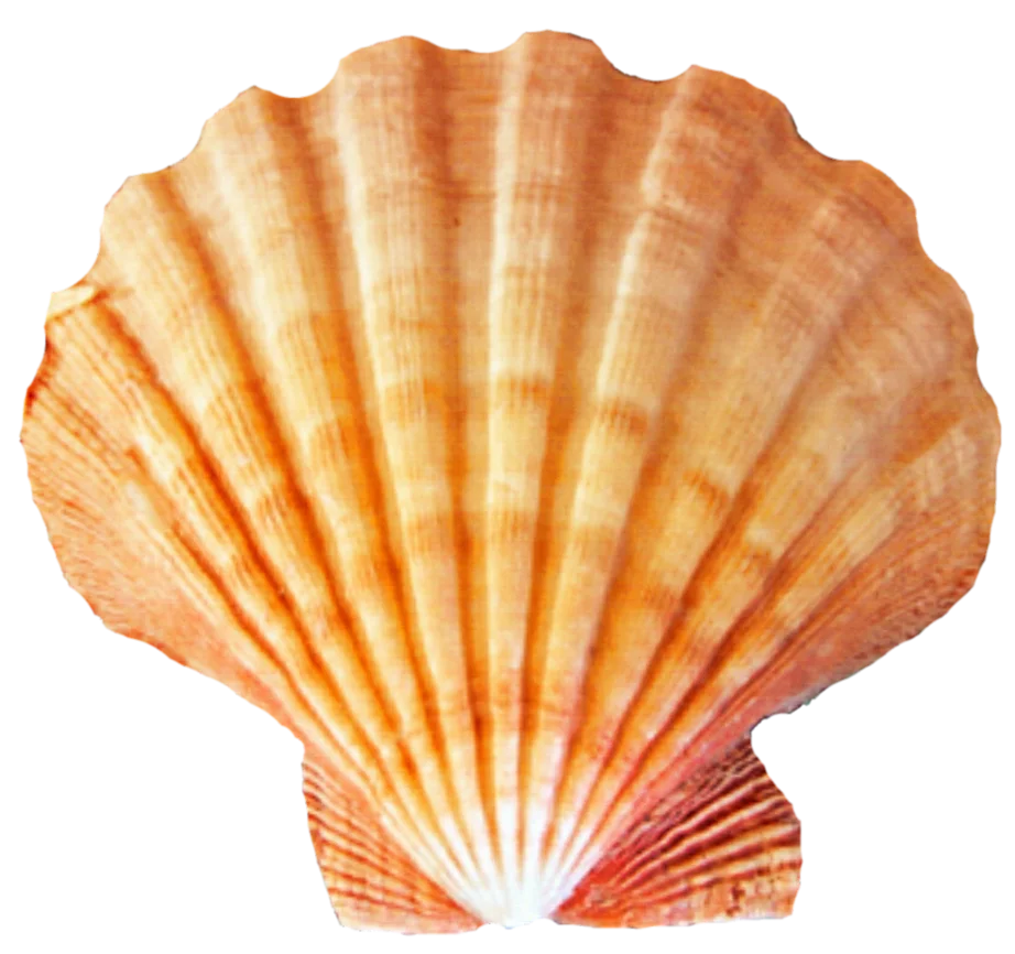 Majestic Seashell Clipart: Radiant Orange Scallop Shell Illustration with Delicate Ridges