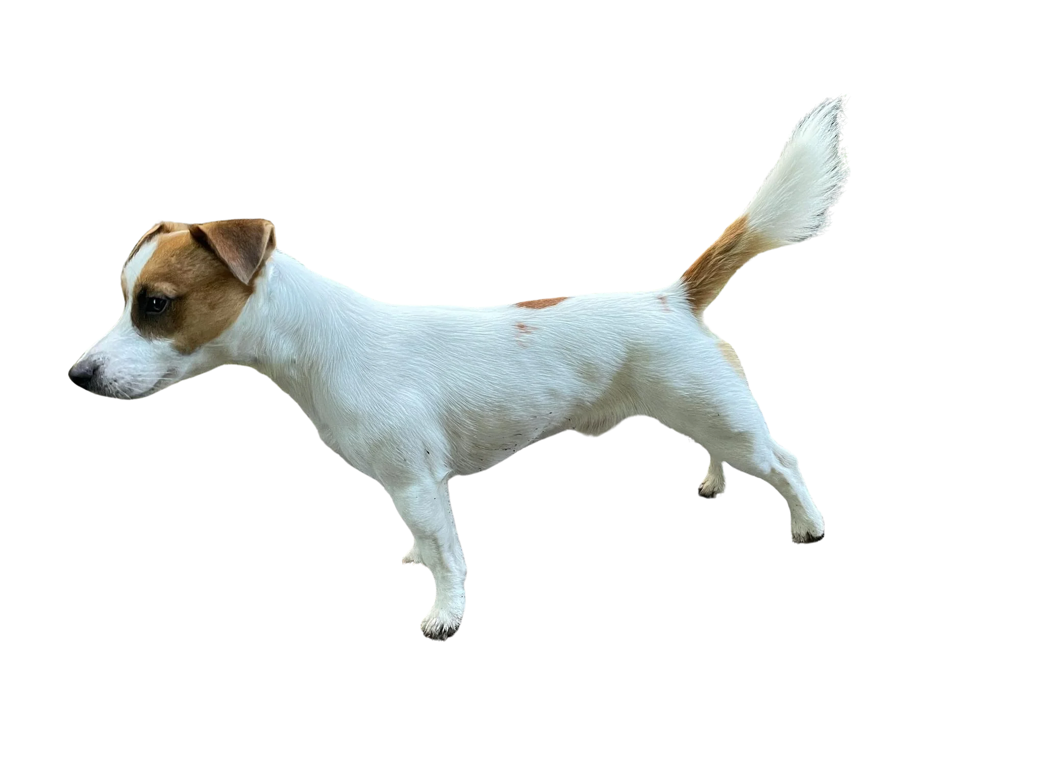 Playful Jack Russell Terrier Clipart Illustration on Pristine White Background