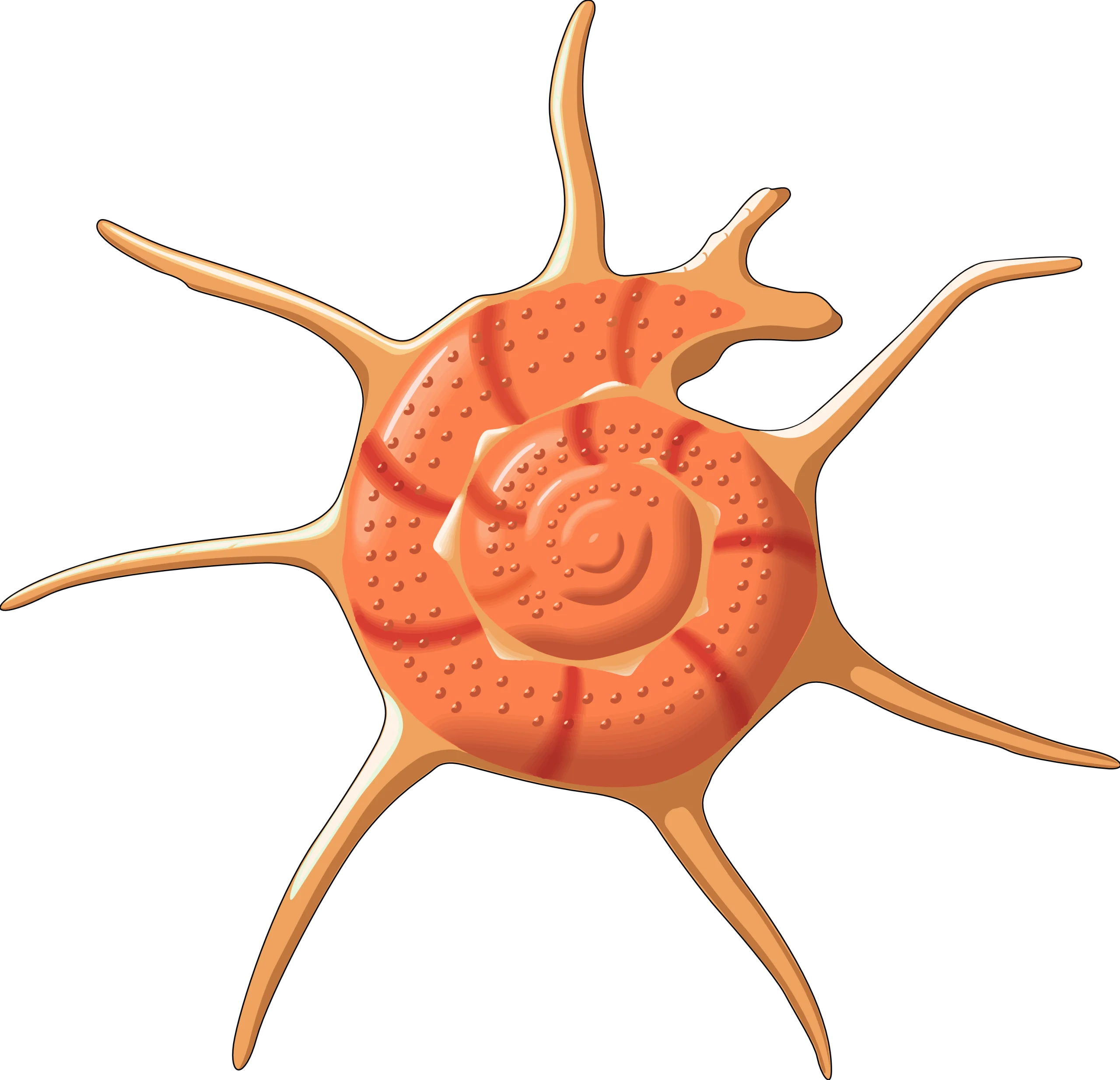 Whimsical Orange Spiral Seashell Clipart with Radiant Tentacle-Like Extensions