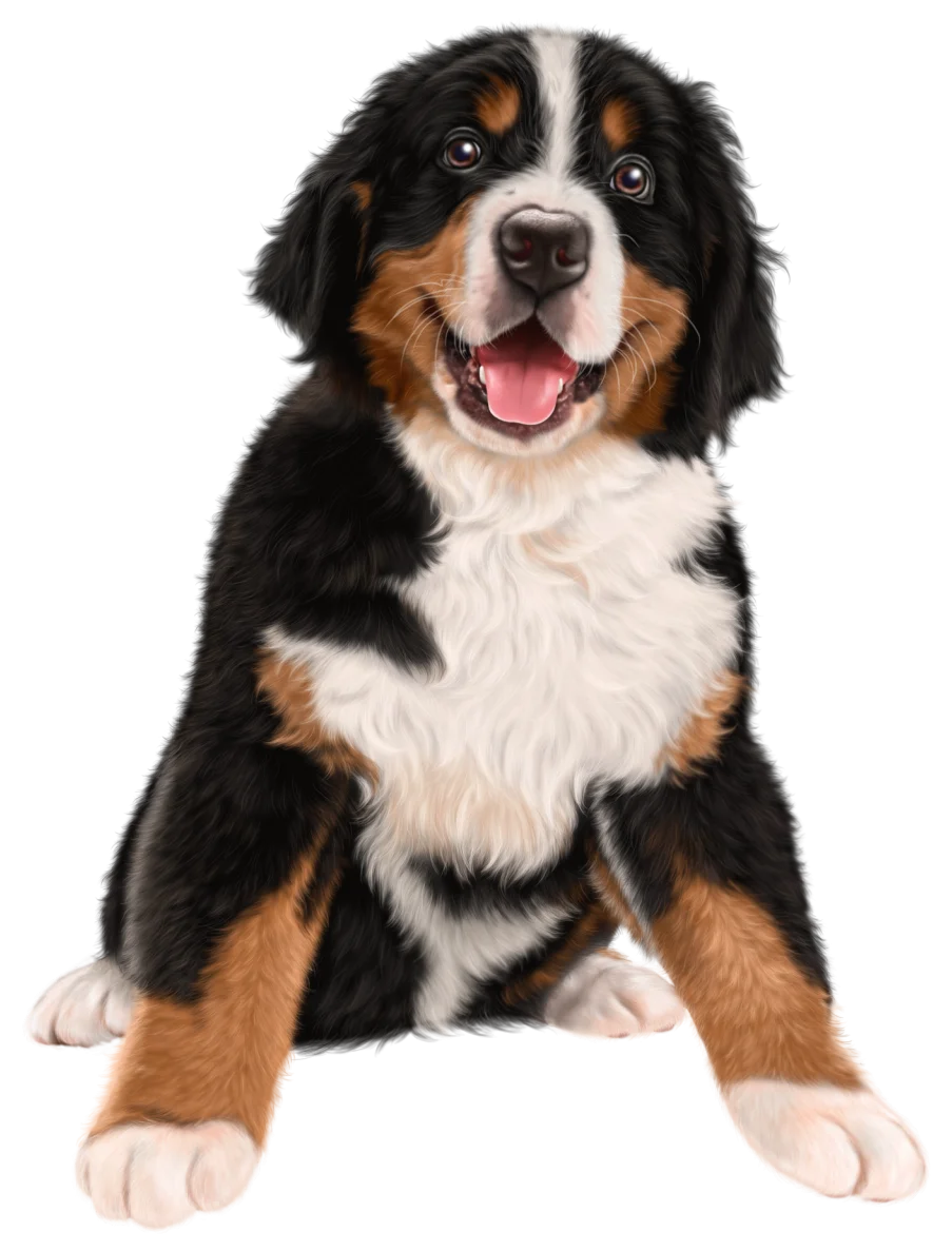 Adorable Bernese Mountain Dog Puppy Sitting Cute Canine Clipart Illustration