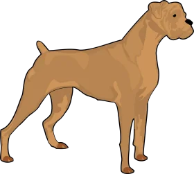Muscular Standing Canine Clipart - Detailed Breed Illustration Design