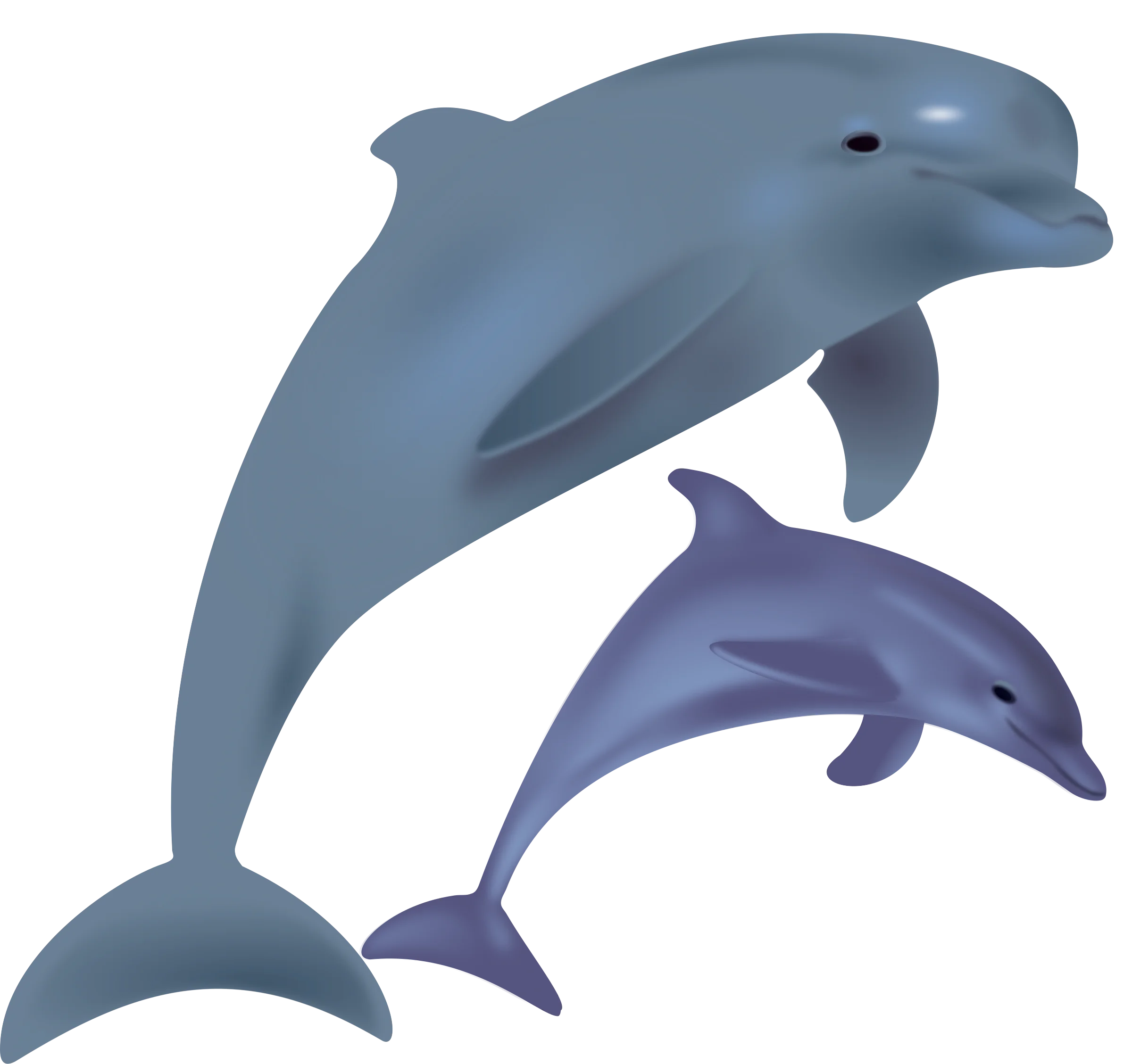 Elegant Blue Dolphins Swimming Together Marine Life Clipart Illustration