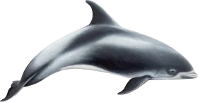 Elegant Monochrome Dolphin Clipart: Sleek Marine Mammal Illustration