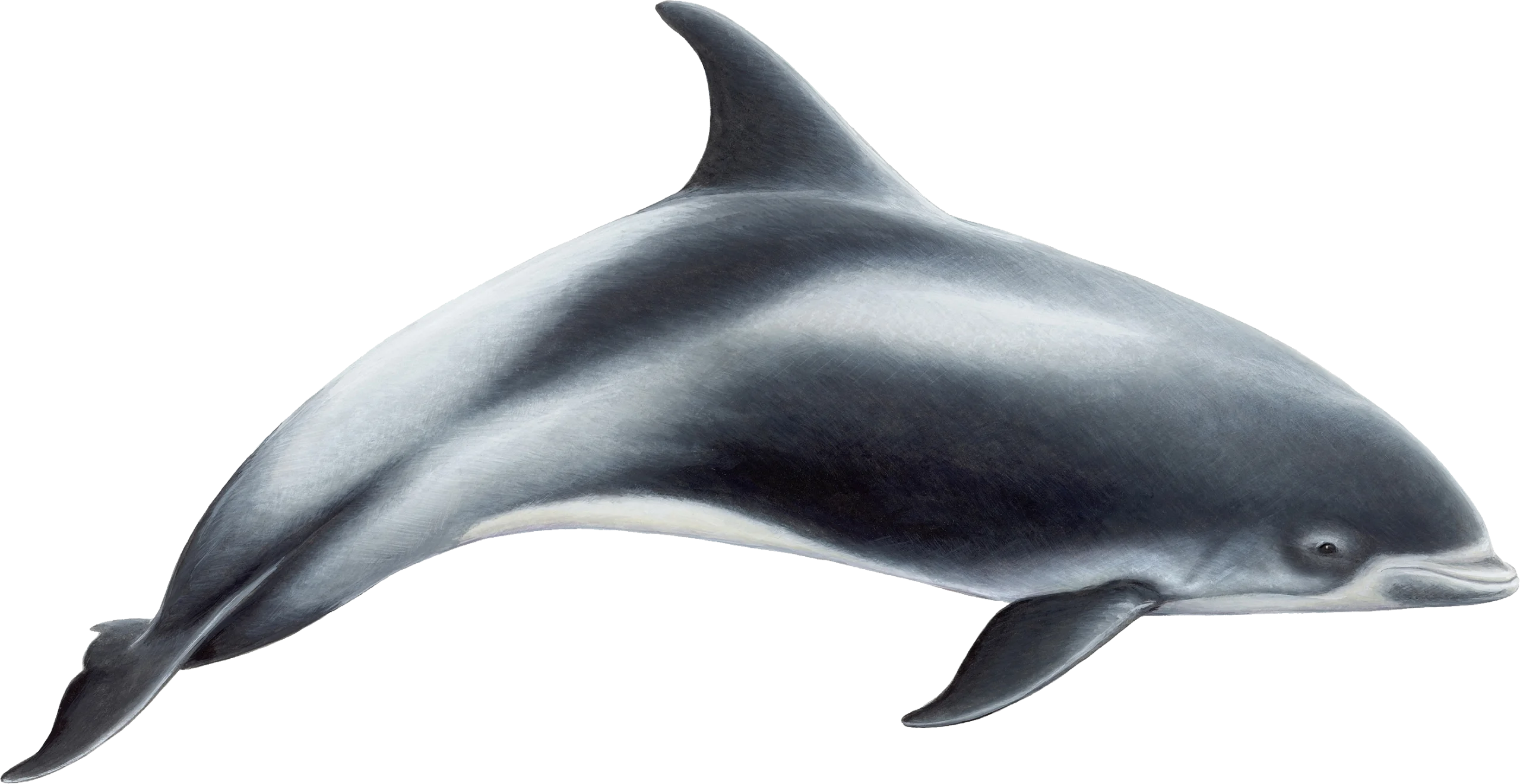 Elegant Monochrome Dolphin Clipart: Sleek Marine Mammal Illustration