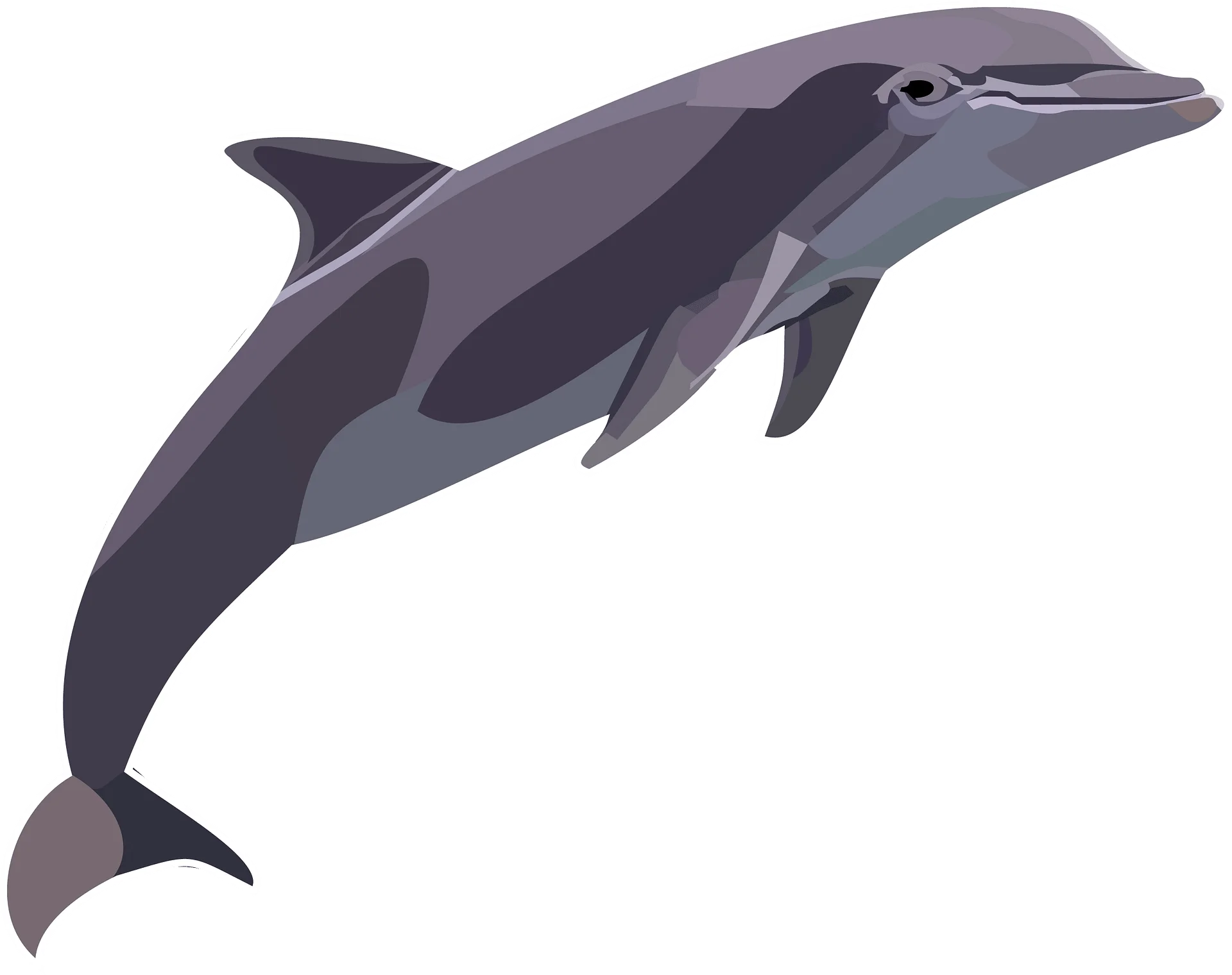 Graceful Gray Bottlenose Dolphin Swimming Clipart Illustration Design