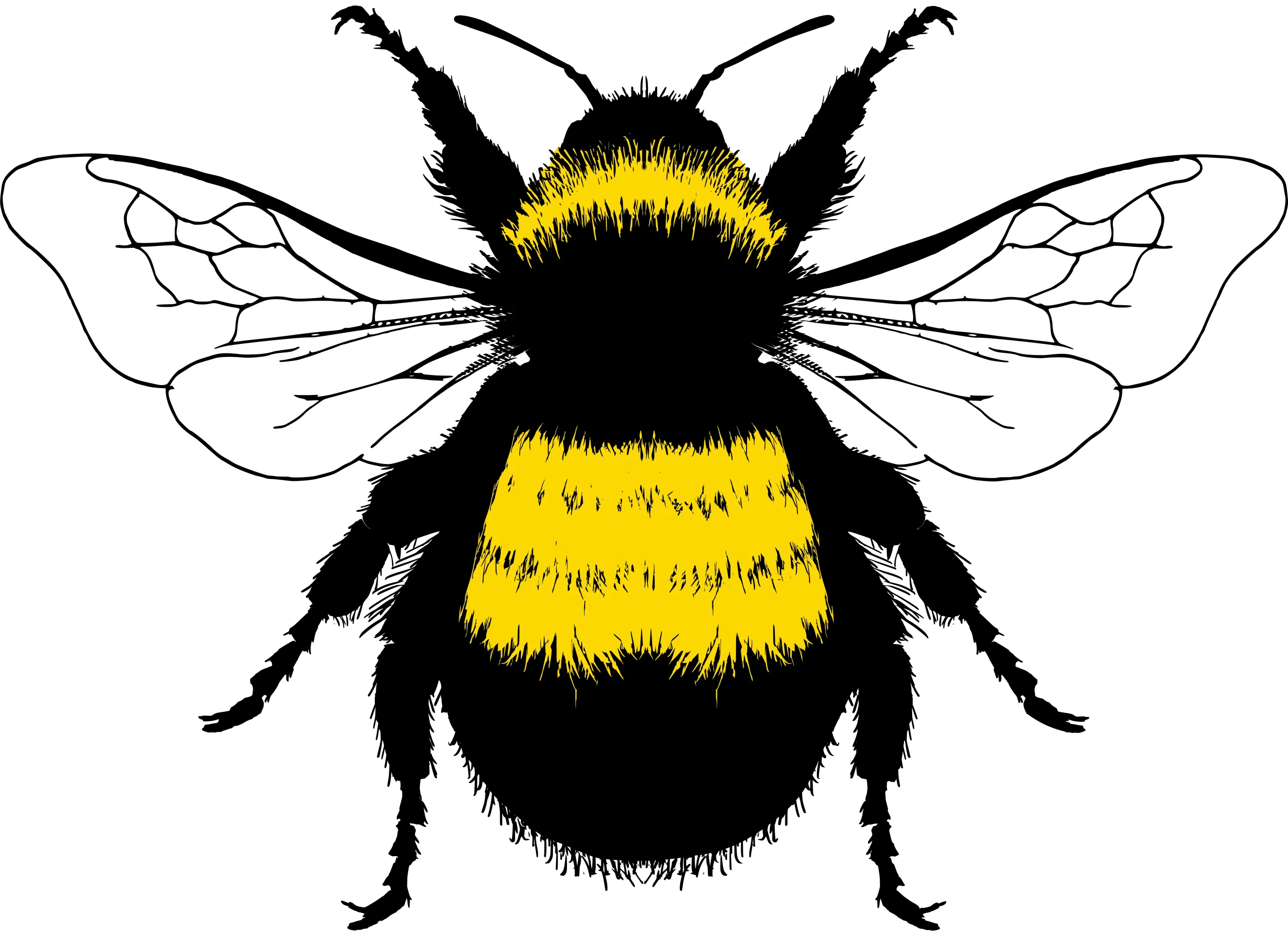 Detailed Black and Yellow Bumble Bee Clipart Illustration with Intricate Wing Design