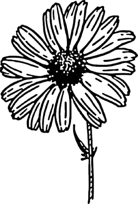 Delicate Black and White Daisy Flower Hand-Drawn Botanical Clipart Design