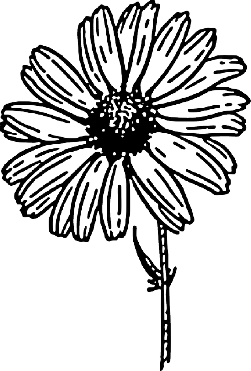Delicate Black and White Daisy Flower Hand-Drawn Botanical Clipart Design