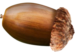 Detailed Realistic Brown Wooden Acorn Clipart with Textured Nutshell