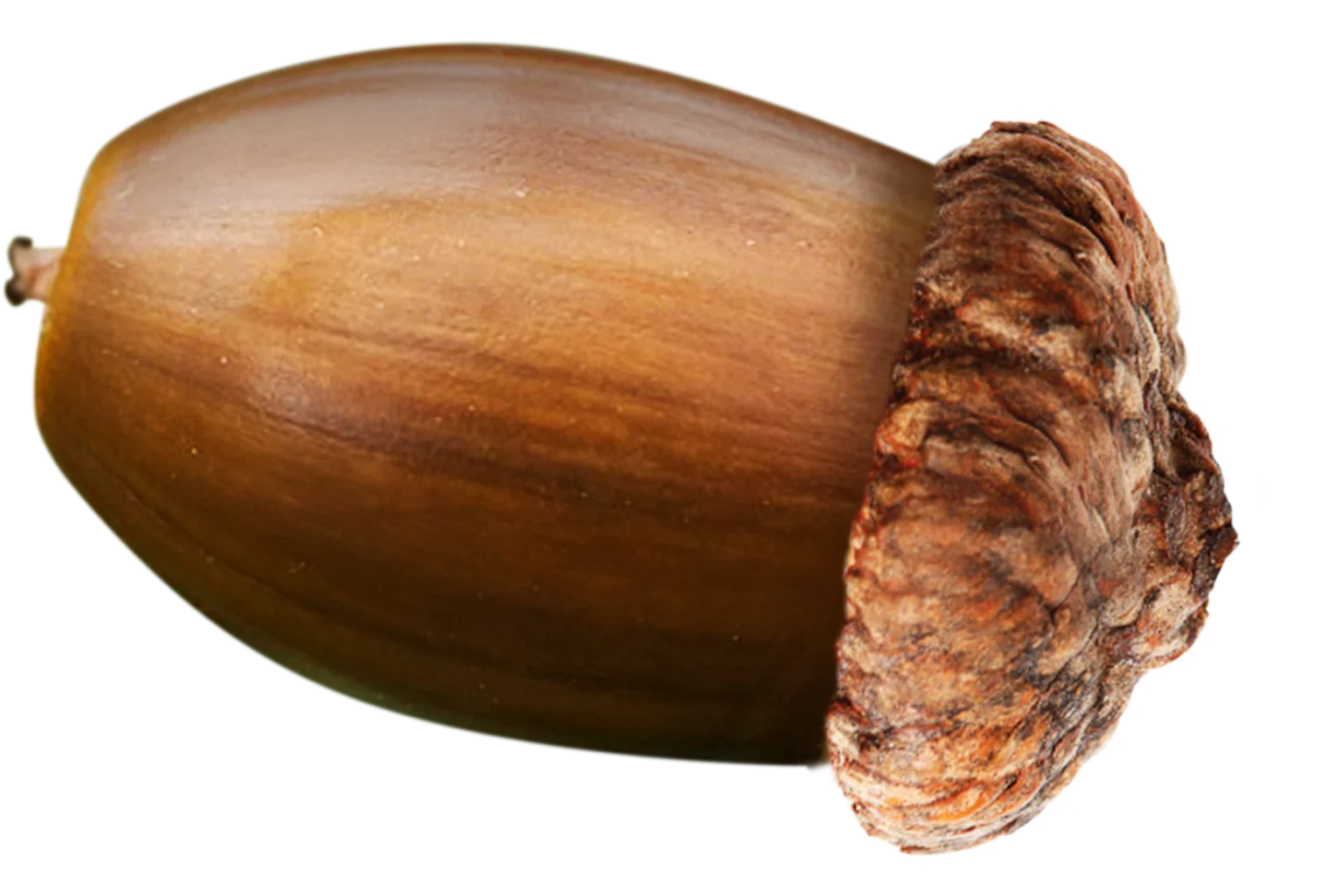 Detailed Realistic Brown Wooden Acorn Clipart with Textured Nutshell