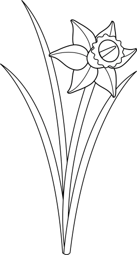 Elegant Black and White Daffodil Clipart - Simple Linear Floral Design Illustration
