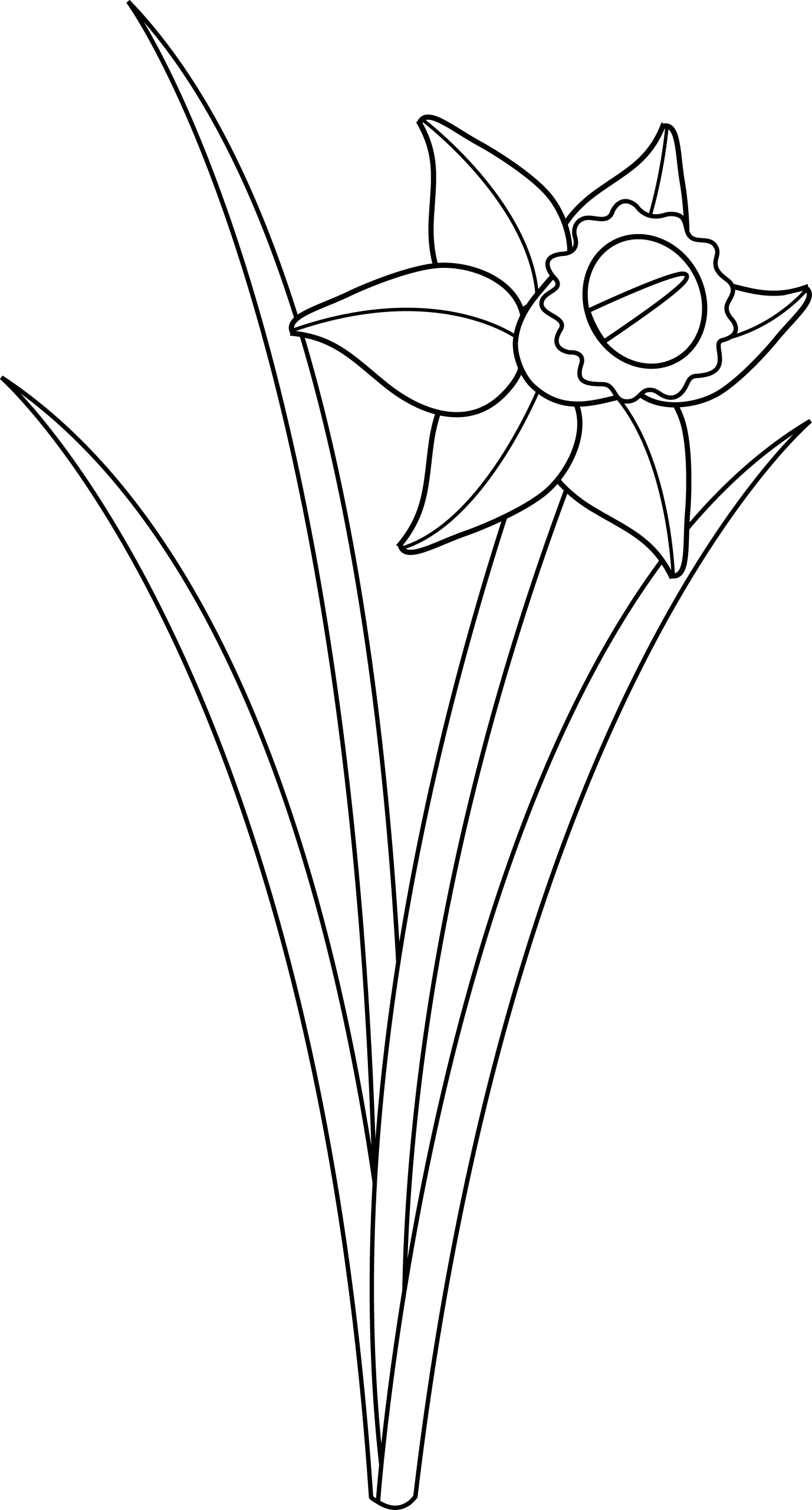 Elegant Black and White Daffodil Clipart - Simple Linear Floral Design Illustration
