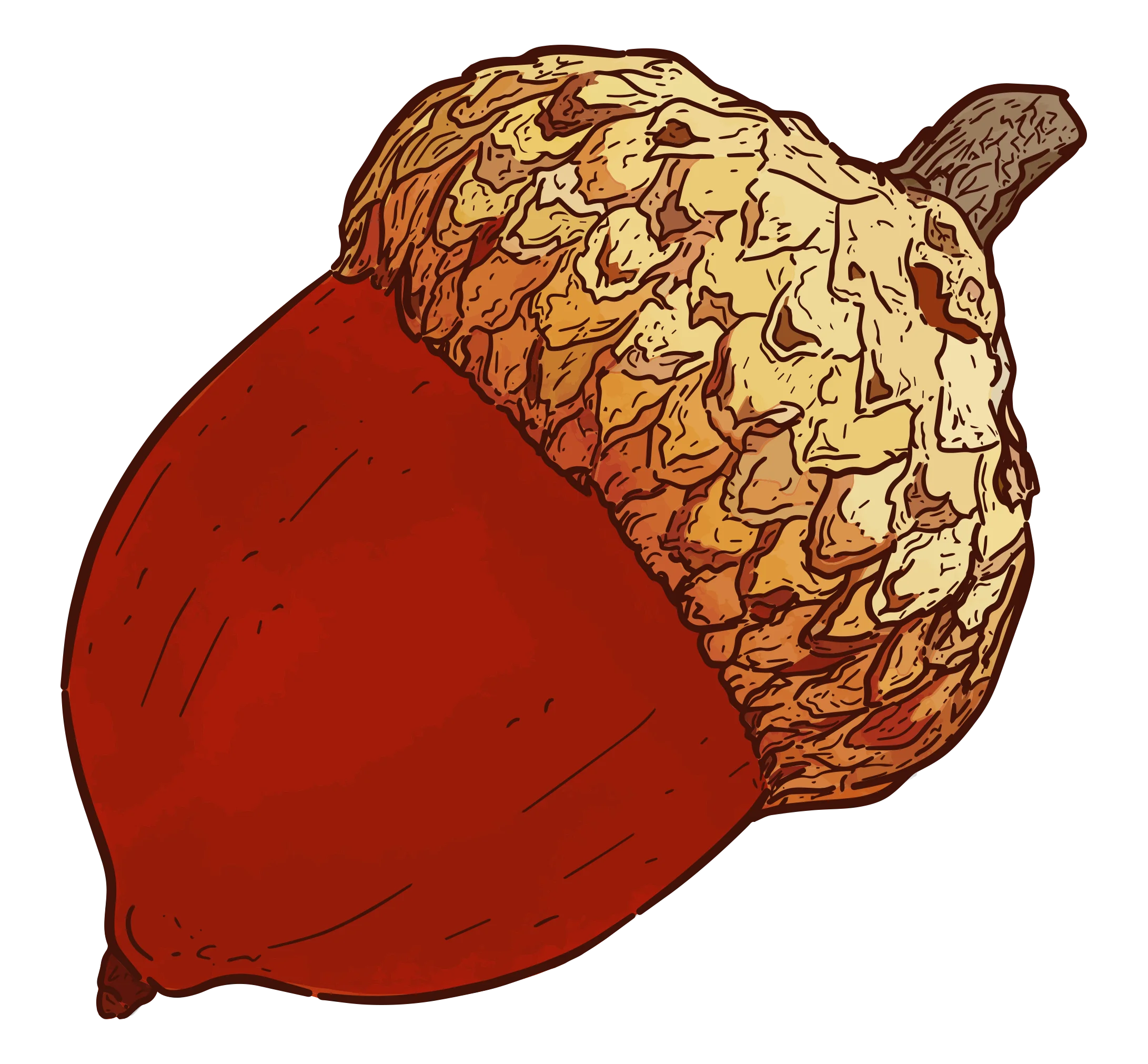 Rustic Autumn Harvest Acorn Clipart with Warm Golden and Crimson Tones