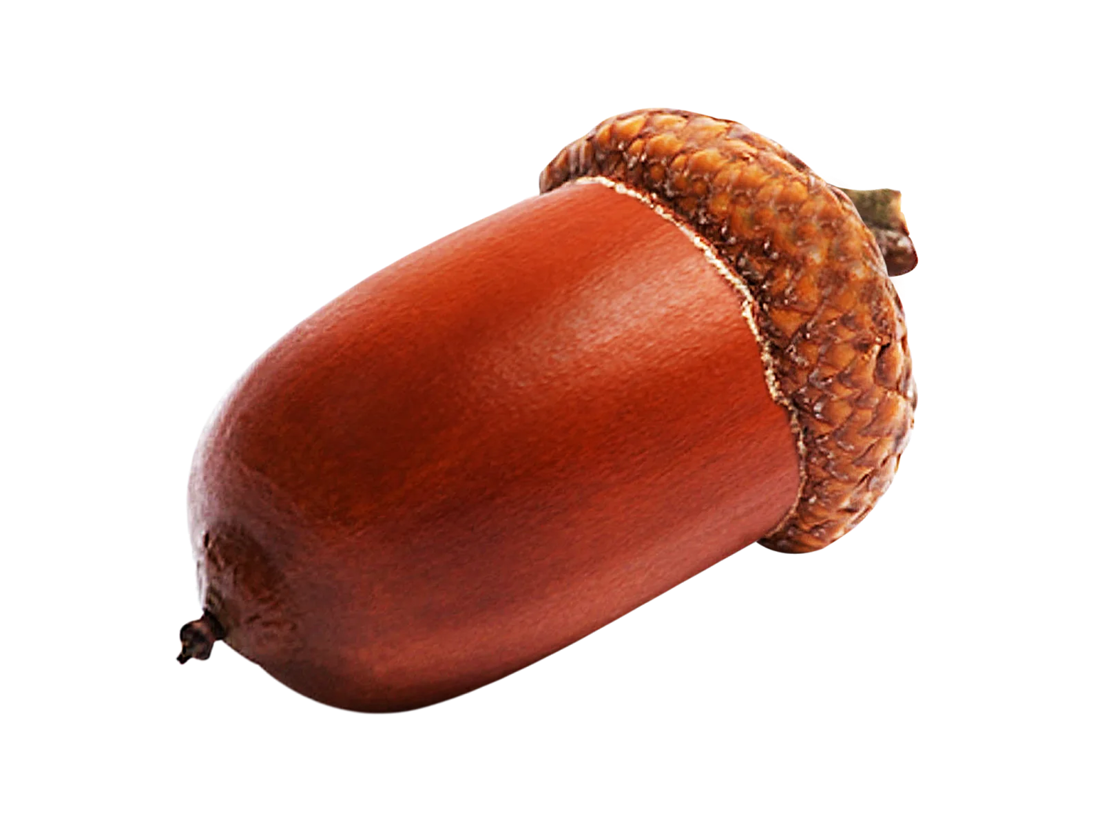 Rustic Autumn Woodland Acorn Clipart with Rich Reddish-Brown Hues