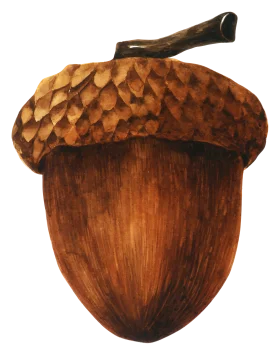 Rustic Woodland Acorn Clipart: Detailed Botanical Illustration of a Mature Oak Seed