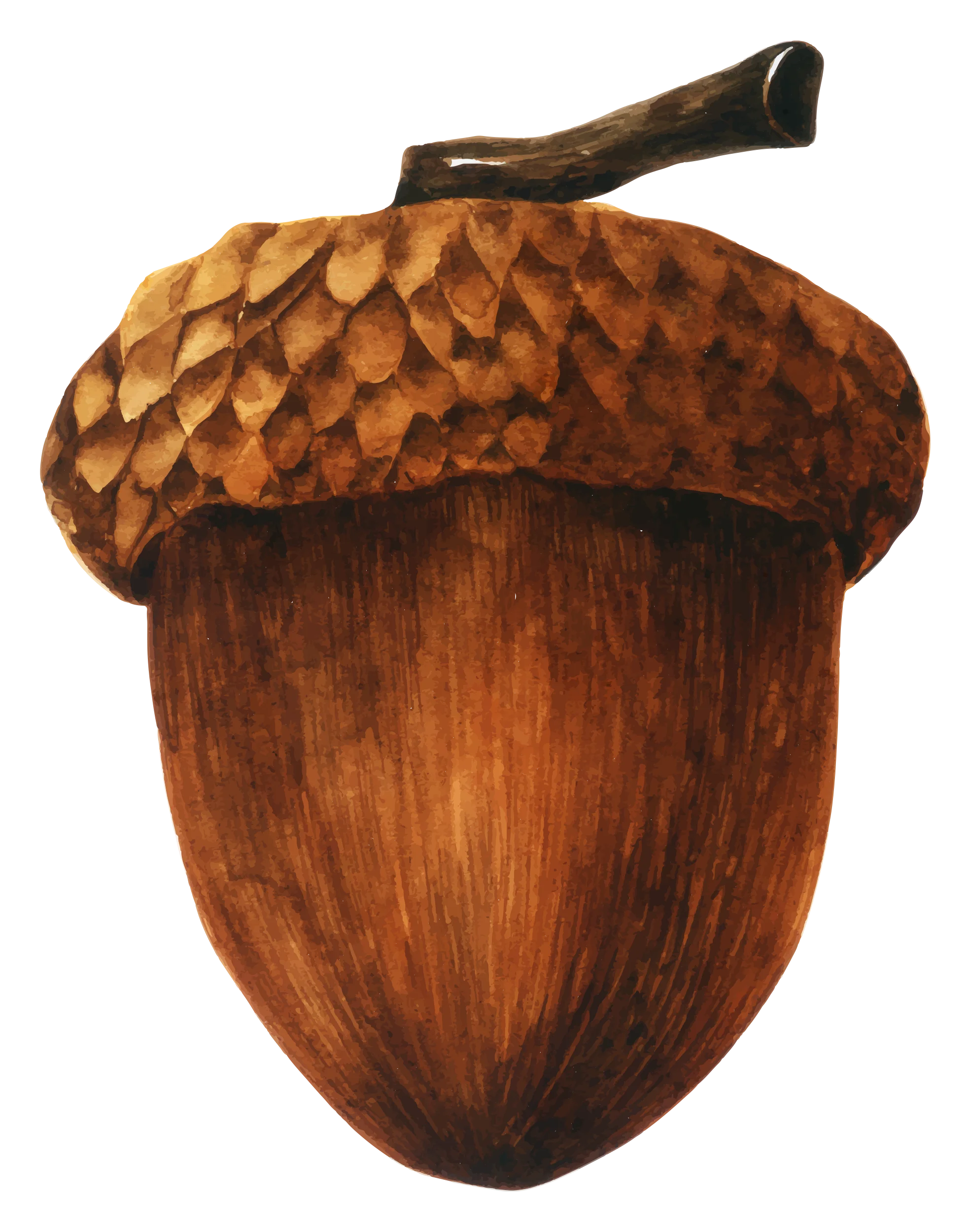 Rustic Woodland Acorn Clipart: Detailed Botanical Illustration of a Mature Oak Seed
