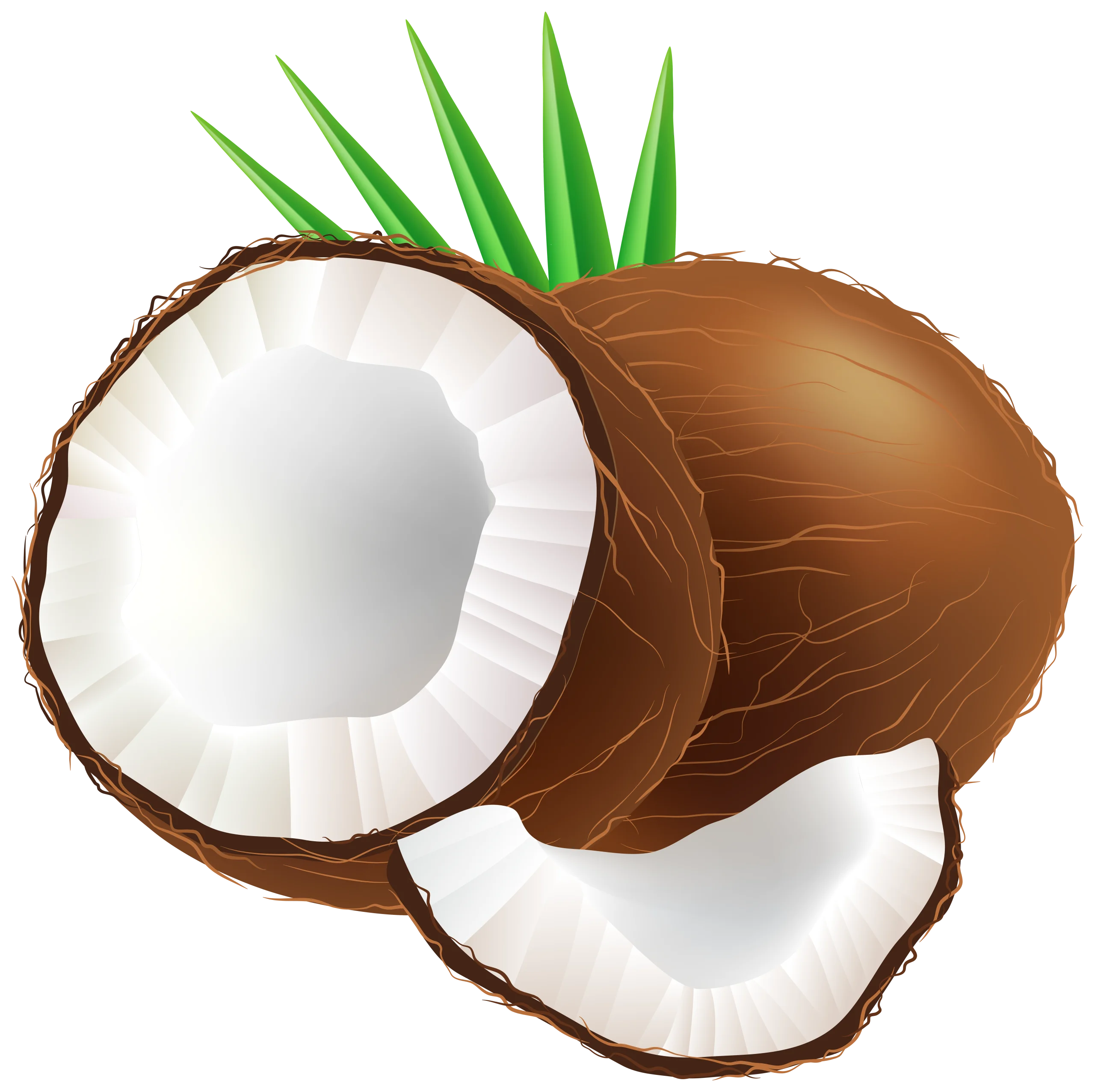 Realistic Tropical Coconut Clipart Showcasing Whole and Cracked Nuts with Green Leaves