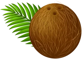Tropical Coconut with Green Palm Leaf Illustration Clipart Design