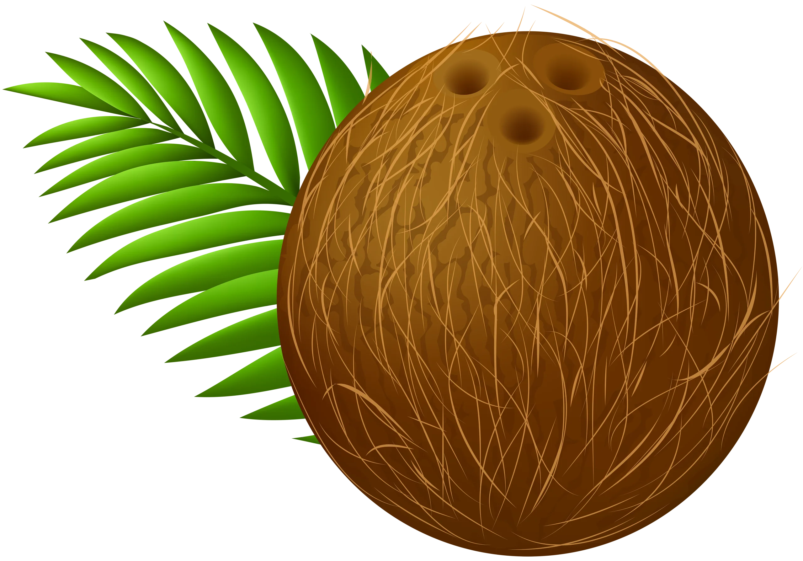 Tropical Coconut with Green Palm Leaf Illustration Clipart Design