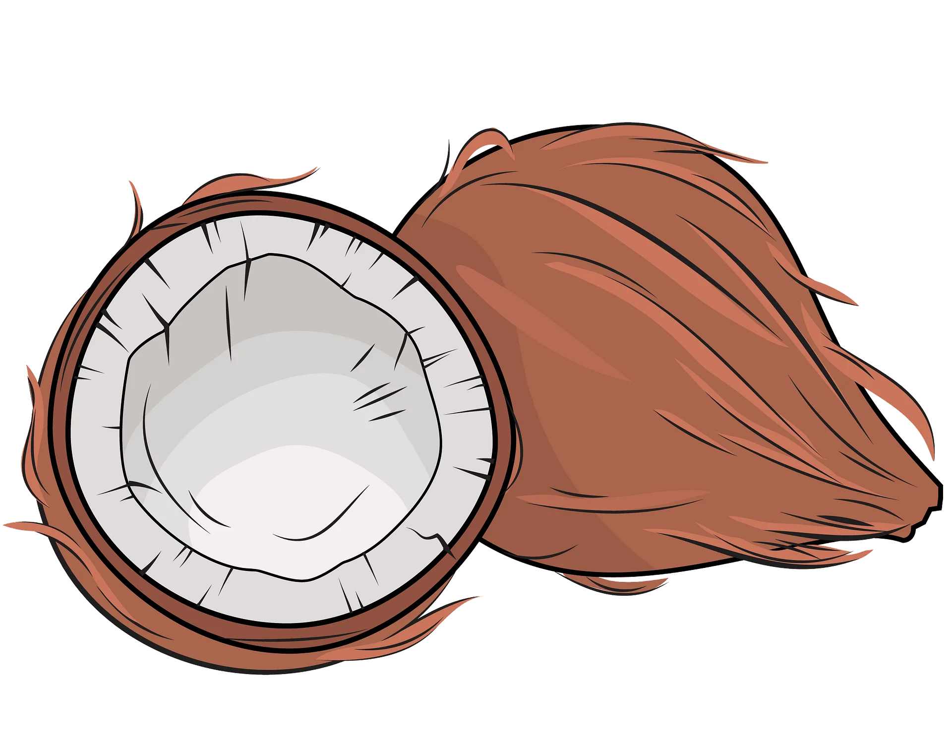 Artistic Botanical Illustration of Split Coconut Clipart with Natural Tones