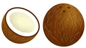 Detailed Botanical Illustration of Whole and Halved Coconut Clipart Rendering