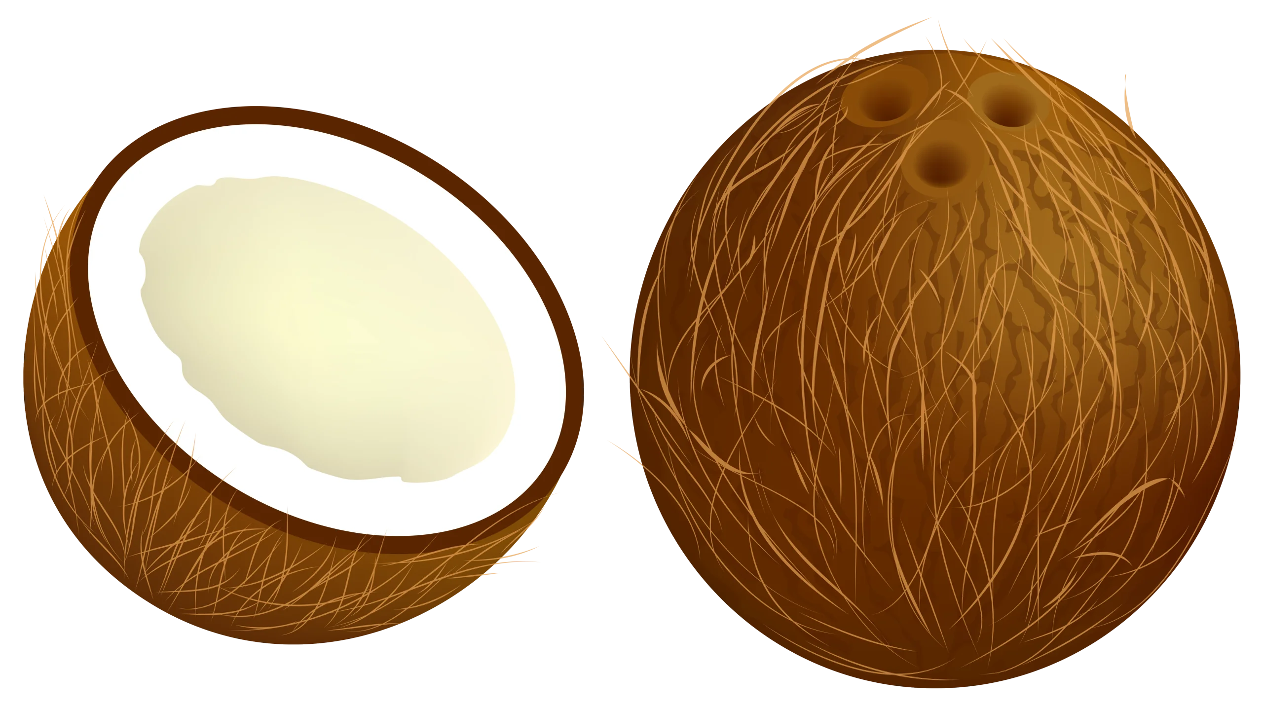 Detailed Botanical Illustration of Whole and Halved Coconut Clipart Rendering