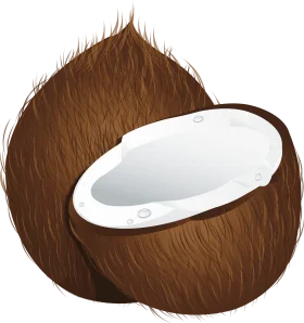 Detailed Realistic Brown Coconut Clipart with Soft White Interior Illustration