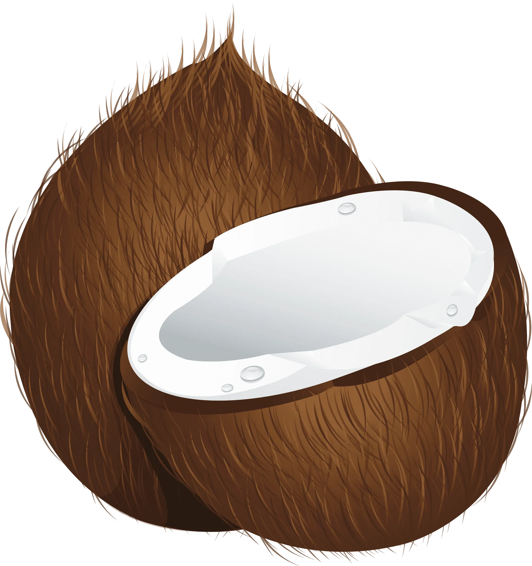Detailed Realistic Brown Coconut Clipart with Soft White Interior Illustration