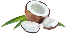 Fresh Tropical Coconut Clipart Illustration with Halved Fruit and Green Leaves