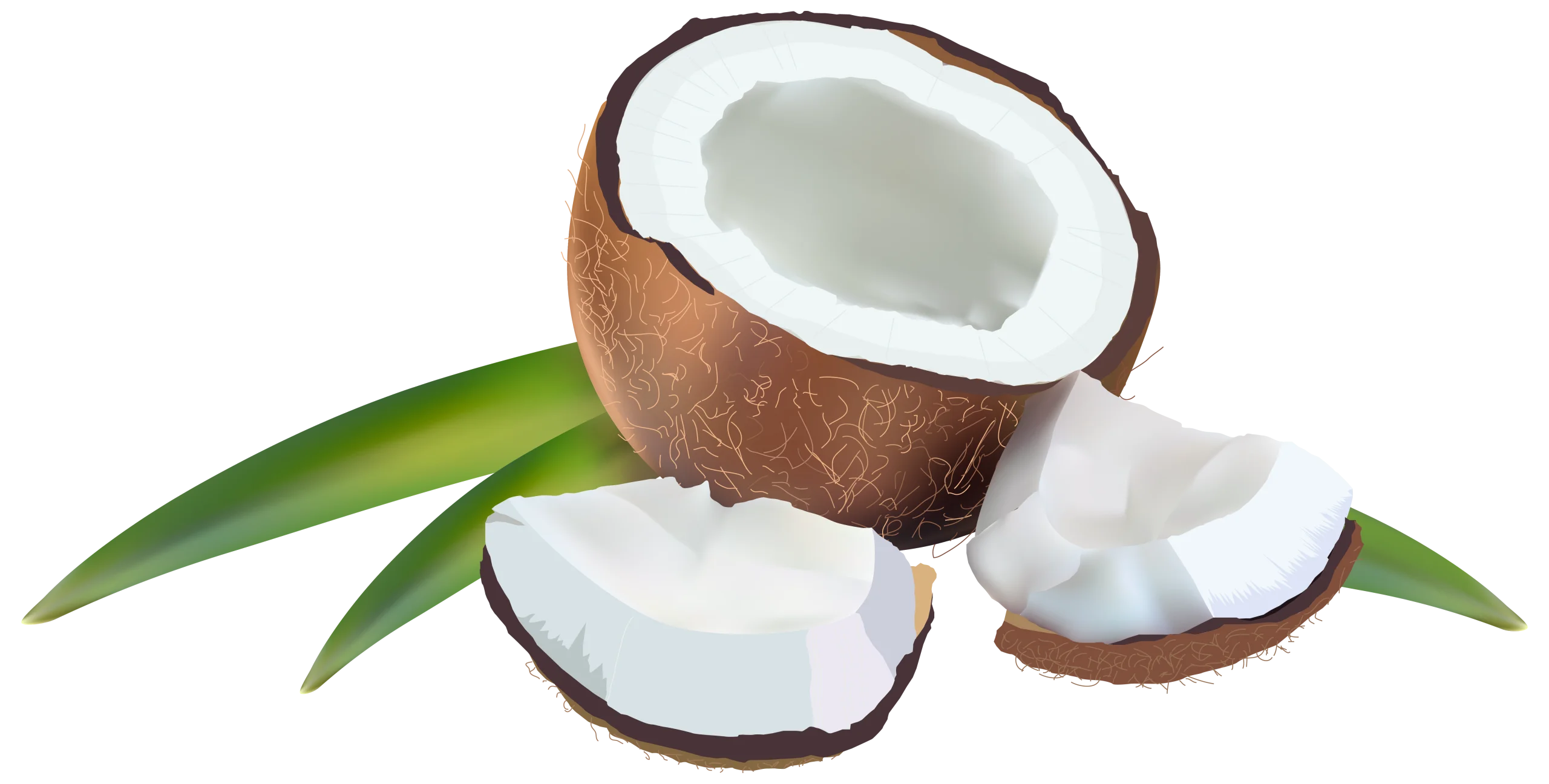 Fresh Tropical Coconut Clipart Illustration with Halved Fruit and Green Leaves