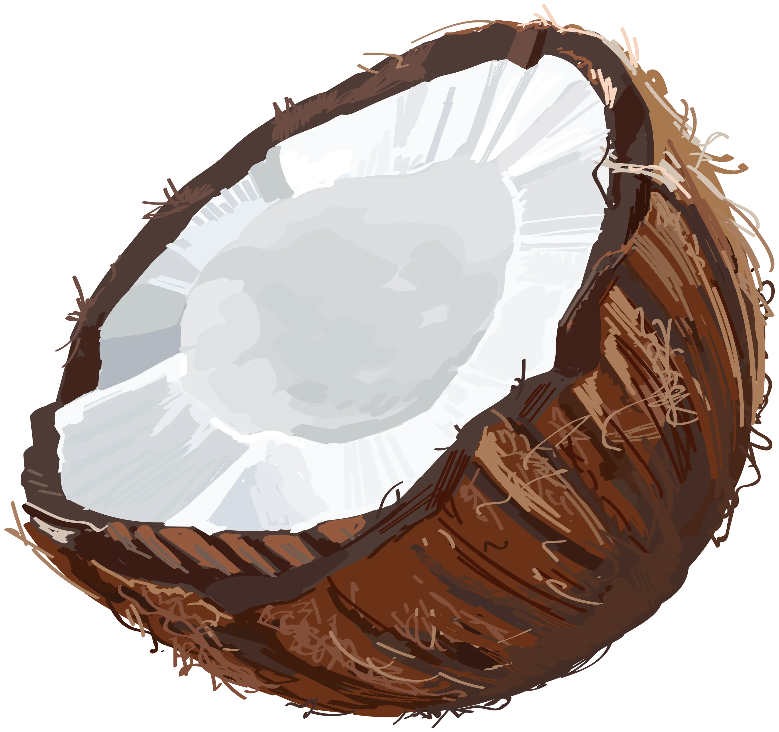 Photorealistic Split Coconut Clipart Showcasing Detailed Textural Interior and Exterior