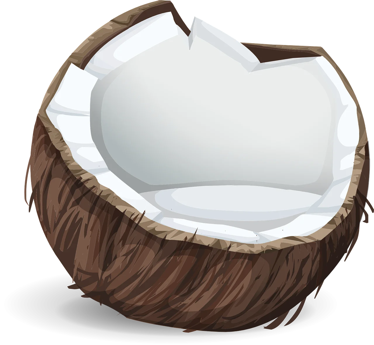Realistic Half-Opened Coconut Shell Clipart Illustration with Detailed Texture