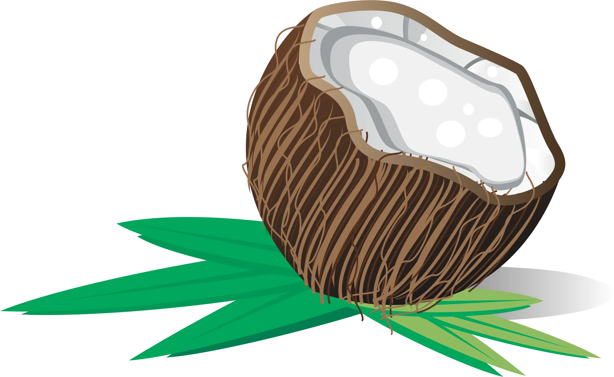 Rustic Halved Coconut with Fresh Green Leaves Tropical Clipart Illustration