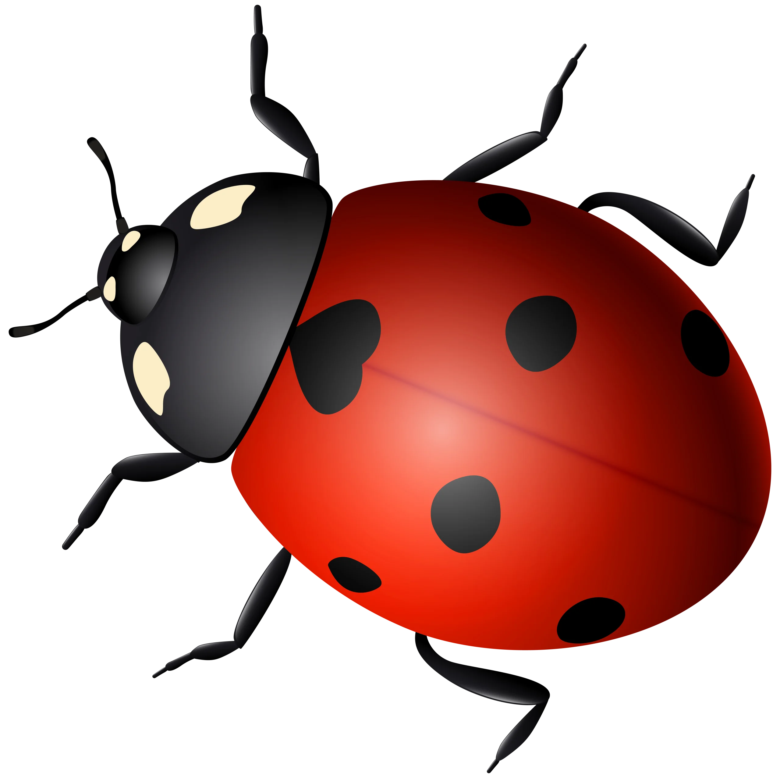 Charming Ladybug Clipart Illustration with Glossy Red and Black Design